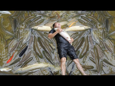 Catch all the Fish in the big Pond and move them to the small Pond - A new start after failure