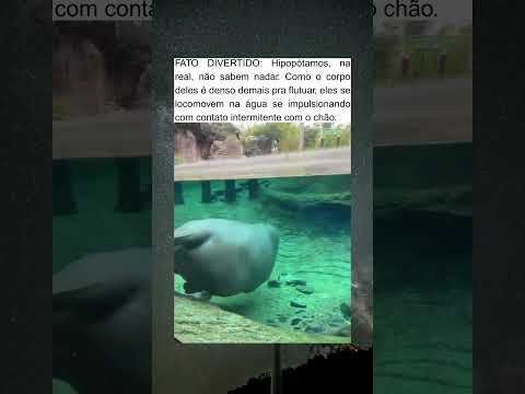 O Segredo Engraçado Sobre os Hipopótamos Que Quase Ninguém Sabe 🦛🌊