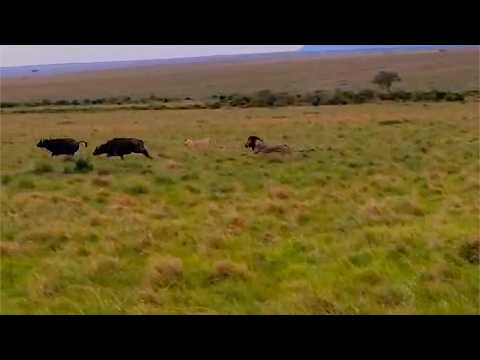 Big male lion shows his five sons how to take down a buffalo