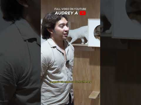 KUCING SULTAN TERLANGKA DI INDO. KUCING SAPI MATA BELANG 60 JUTA PER EKOR. PUREVERLOVE CATTERY