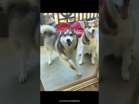 Silly Dogs dancing around