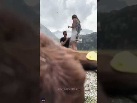 Zoomies🐐🐐🙀#funnyvideos #animal #goat #zoomies #fyp