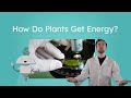 Photosynthesis and Ecosystem Dynamics