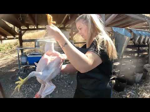 From Farm to Table: How We Butcher Chickens on Our Homestead