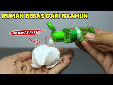 BANYAK YANG BELUM TAHU !! Begini Cara Mengusir Nyamuk di Rumah!!