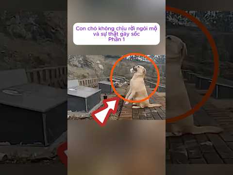 [P.1] Con chó không chịu rời ngôi mộ của người lạ #shorts
