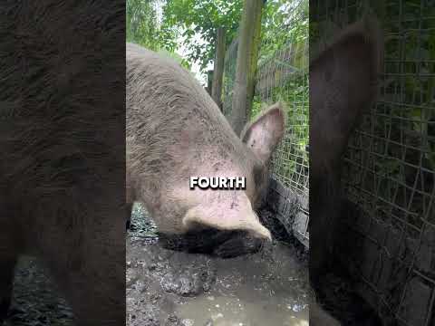 Did you know why pork is prohibited in Islam and Christianity?