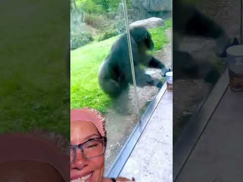 Zoo Security Can’t Handle This 🦍