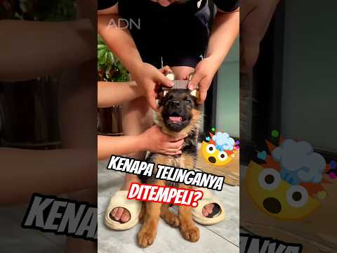 Kenapa Telinga Anak Anjing Ini Ditempeli Spons? ๐ถ