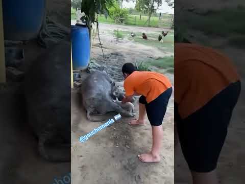 por fin un niño sin celular 👀 #gauchomania #gauchoargentino #campoargentino