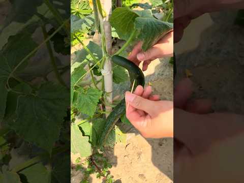 Simple Cucumber Straightening Trick #farmingtech @RomFarm