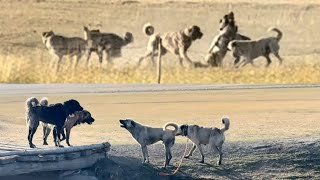 KOYUNLARDA KÖPEKLER ORTALIĞI SAVAŞ ALANINA ÇEVİRDİ. HIRÇO ATEŞ VE PANİ YIKIP GEÇTİLER.