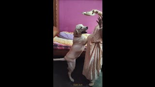 labrador puppy fun with mom❤️ || labrador dog funny video 🐕 #labrador #funnyvideo #puppy