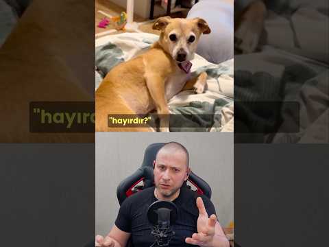 Neden Durdun? #köpekadam #köpek #köpekler #köpekbedendili #köpekvideoları #dogs #dogshorts #dog