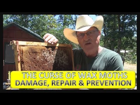THE CURSE OF WAX MOTH DAMAGE, REPAIR & PREVENTION