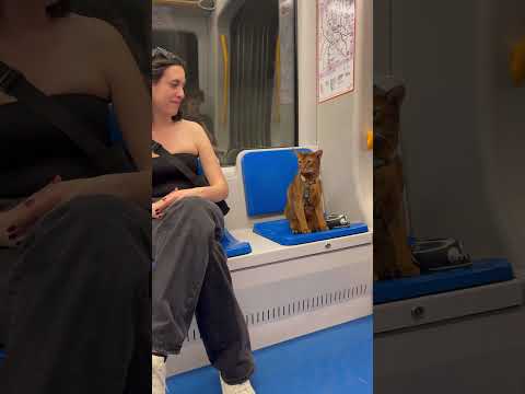 Un Gatto in Metro (Uncut Edition)