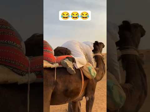 اذا كنت تريد تركب جمل هذا ما يحدث أثناء تعلم ركوب الإبل