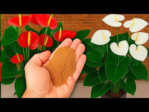 Los SECRETOS del ANTURIO que NADIE TE CUENTA 🌺 (Cuidados, Abono y Beneficios)