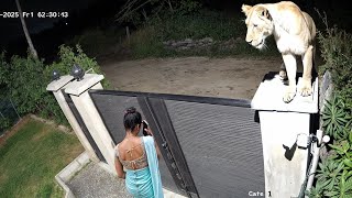 Cuando Los Animales Salvajes Invaden Captados En Cámara