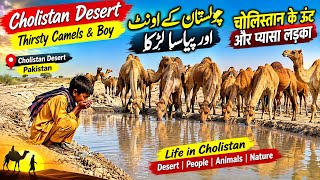Camel and camel boy in cholistan |camel price | abbas silla fortabbas 