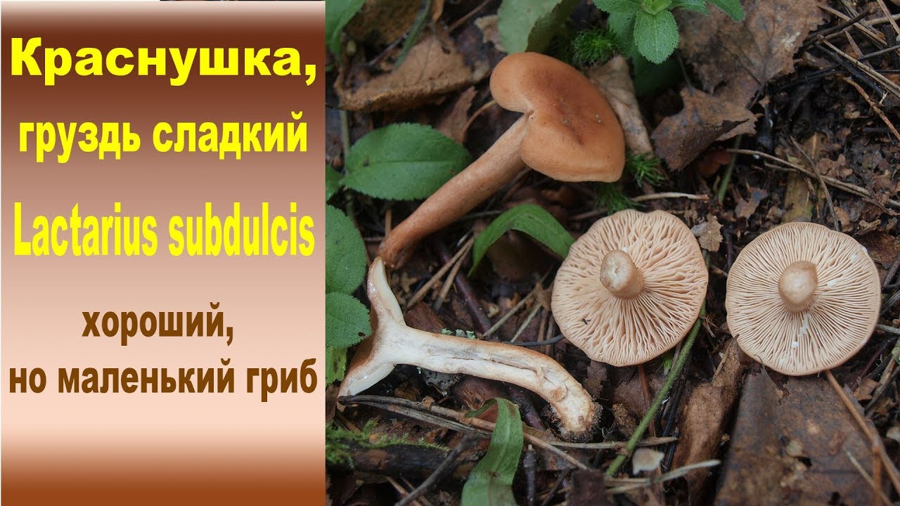 Груздь сладкий, Краснушка - Lactarius subdulcis