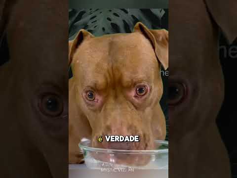 Cães não bebem água como você pensa! 🤯 #mysticvizion #shorts #trending