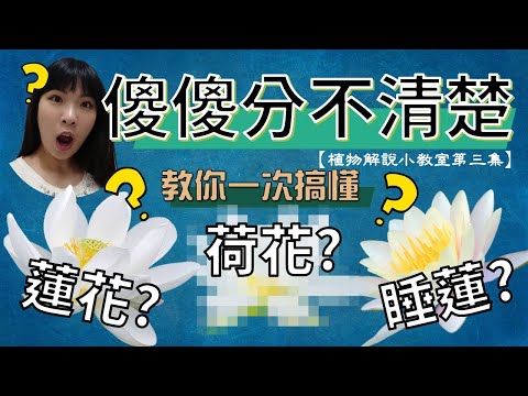 【植科大大】植物解說小教室第三集：一次讓你搞懂蓮花、荷花與睡蓮  - YouTube(4:16)