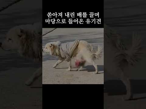 터진 배를 끌며 들어온 강아지 #shorts