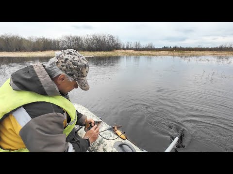 ПРОВЕРКА СЕТЕЙ НА ОЗЕРЕ. СНОВА ХОРОШИЙ УЛОВ НА СЕТИ ВЕСНОЙ. РЫБАЛКА НА СЕТИ В МАЕ.