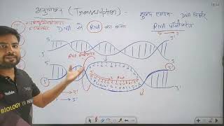 Transcription DNA to RNA | अनुलेखन | NEET 2025 | NCERT BIOLOGY CLASS 11 & 12 Biology in hindi #neet