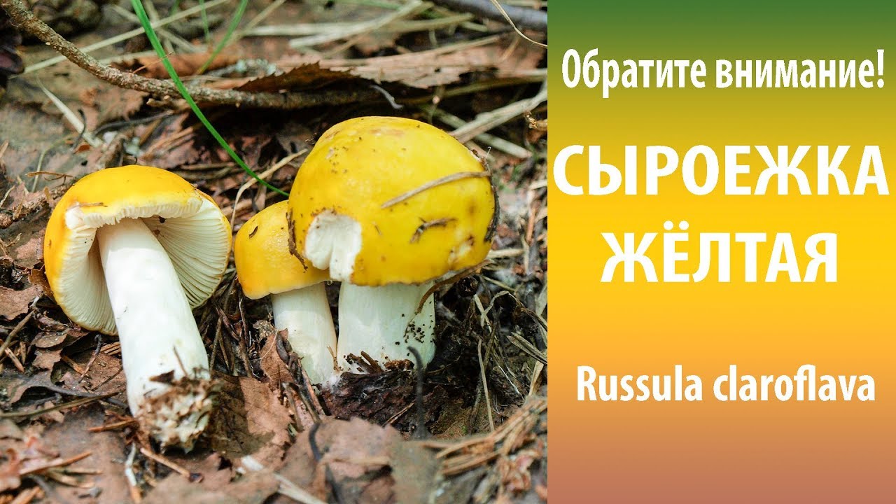 Обратите внимание! Сыроежка жёлтая