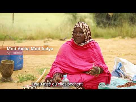 En Mauritanie: Tutoriel: Comment faire des semences de niébé fourrager ?