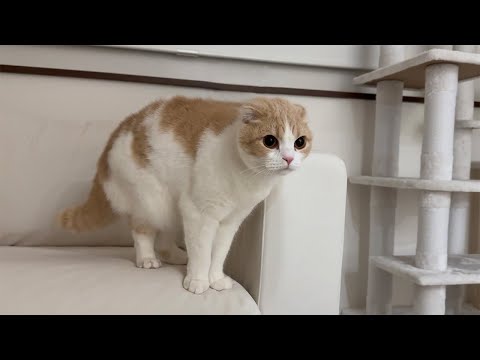 夜中に急に猫が全身の毛を逆立てて何かに怯え始めたと思ったら…