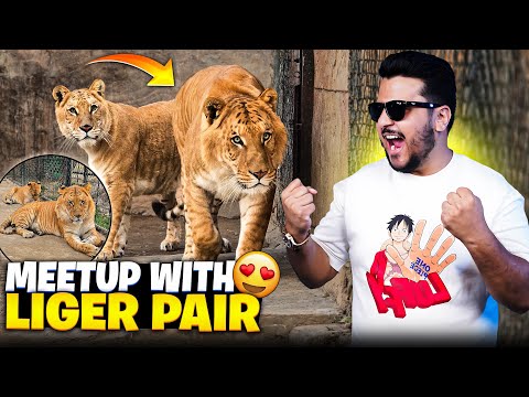 Life Me Pheli Bar Liger Dekh Lia 😍 | Biggest Big Cat in the World | Nouman Hassan