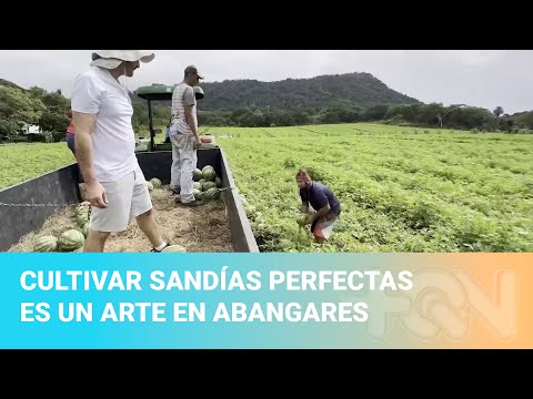 Cultivar sandías perfectas es un arte en Abangares