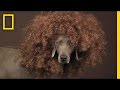 Poodle Design and Illustration Concepts