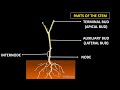 Stem Structure and Functions