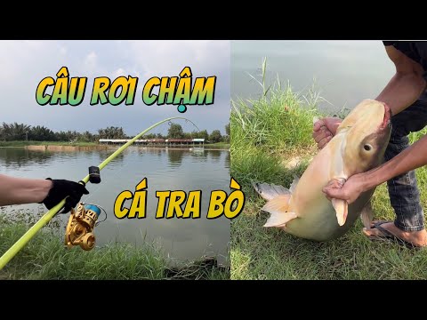 Câu rơi chậm cá tra bò siêu khỏe #chungnguyenfishing