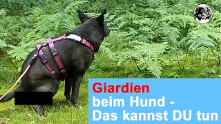Wie du mit Giardien beim Hund umgehen kannst!