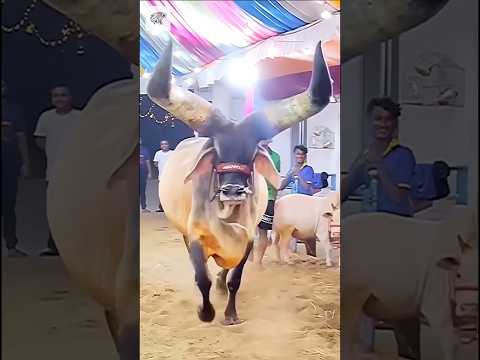 Enormous Bull - Vía j.hussain_57