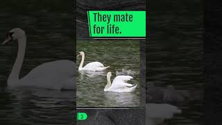 The Astonishing Swan! Arguably The Most Inspirational Bird  😍 🥰 #shorts