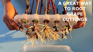 Secret to Successful Grape Cutting Rooting – Step-by-Step Guide