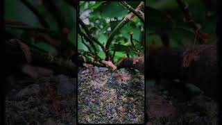 The Ant #shortvideo #song #sinhalasongs #songs #shortmovie #nature