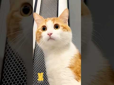 Funny Cat & Cute Kittens809😻 #shorts #kucing #kucinglucu #funny #pet #cat #foryou #viral #viralvideo
