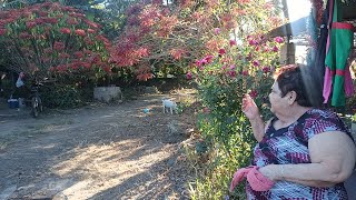 MOSTRÁNDOLE CÓMO ESTÁ EL SET NATURAL, ACOMPAÑENOS 