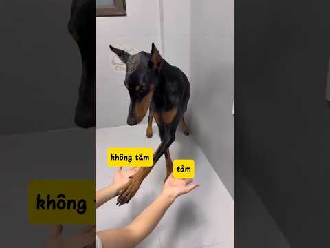 CÓ CON SEN MÁT LÒNG MÁT DẠ #funny #vuinhon #entertainment