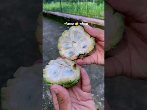 आपने कभी खाया है सीताफल ? #nature #fruit #fruits #sitafal #rajasthan