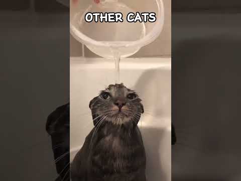 Other cats vs My cats #funny #cats #cute #pets #america #kitten #fun #bath#us #US #america