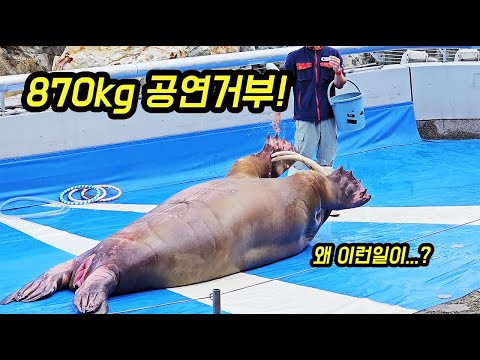 870kg의 바다코끼리가 갑자기 공연을 거부할 때! 저도 이런 건 처음 봅니다 [오브리더]