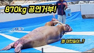 870kg의 바다코끼리가 갑자기 공연을 거부할 때! 저도 이런 건 처음 봅니다 [오브리더]